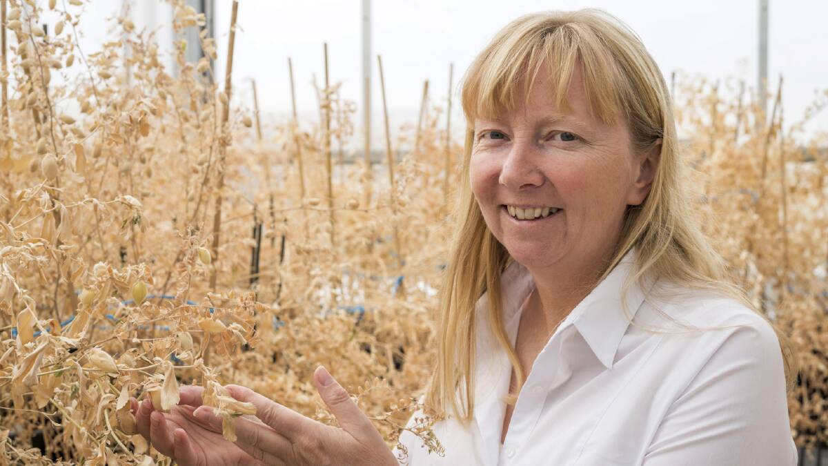 Technology accelerates search for drought-tolerant chickpea