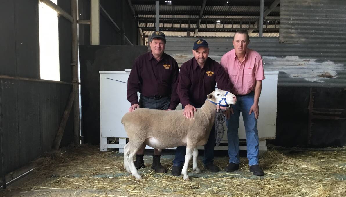NEW SIRE: Duenclin White Suffolk and Prime SAMM stud principals Duane and Clinton Huxtable, Perponda, holding the top price White Suffolk ram with Elders Karoonda's Eli Koch. 