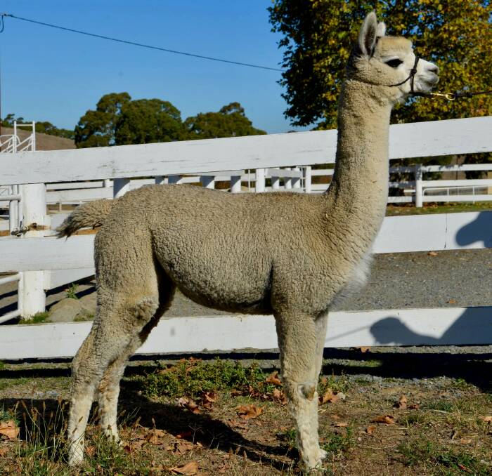 The $18,000 alpaca, EP Cambridge Smoky Margarita, from EP Cambridge Alpaca stud, Oakbank, SA, topped an online national alpaca sale at the weekend. 