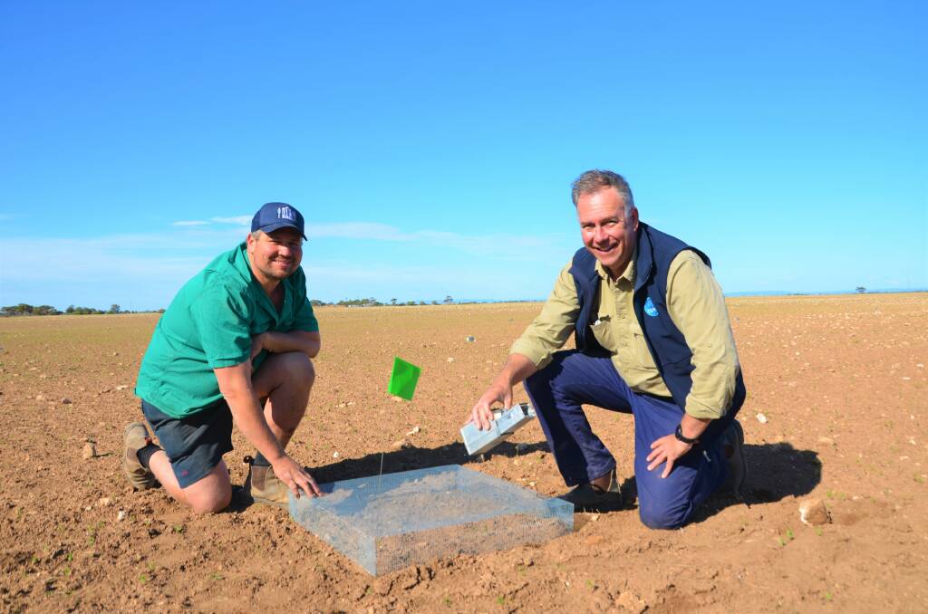 PILOT TRIAL: Mallala cropper Sam Irish and CSIRO researcher Steve Henry, Canberra, installing mice exclosures at Mallala this week. 