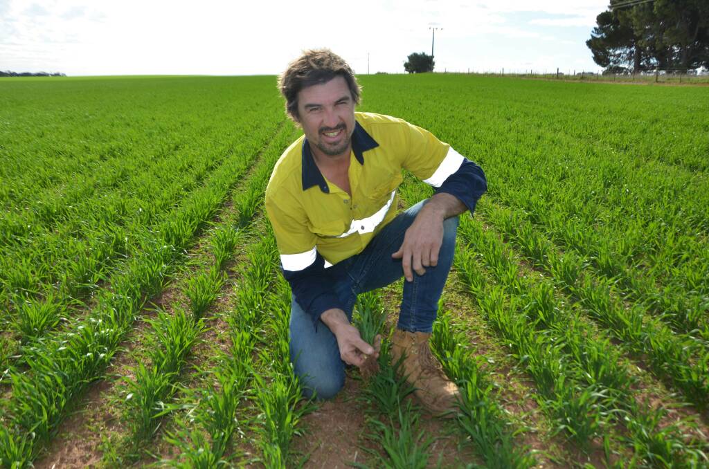 NITROGEN BOOST: Cropper Tom Weckert, Brinkworth, in a Scepter wheat crop that was sown on top of a medic crop harvested for seed in 2018-19. 