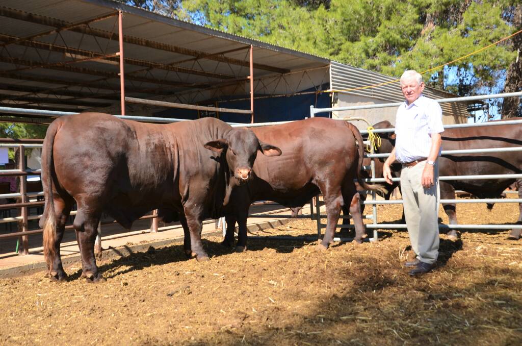 The Stock Journal's Elizabeth Anderson, Vanessa Binks, Catherine Miller and Ali Kuchel visited some of SA's best cattle studs across the state to capture the action of Beef Week. 