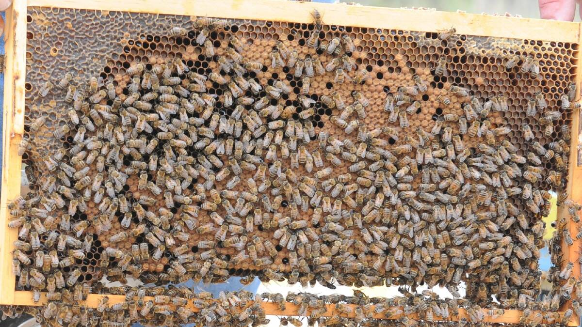 Grant program seeks to boost bee industry