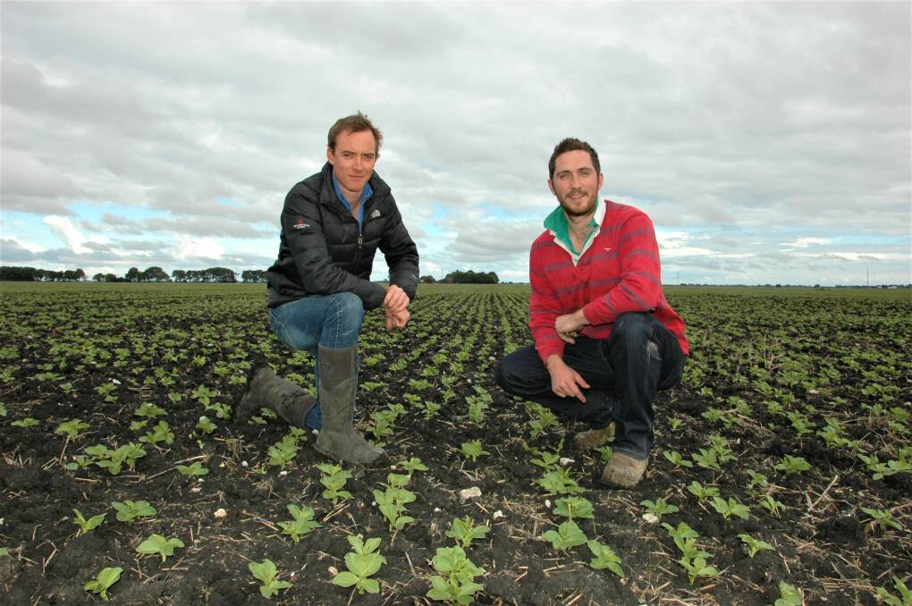 INSPECTION: South East agronomist Tim Moyle with Millicent grower Tom Bell in a broadbean crop which can be affected by waterlogging. 