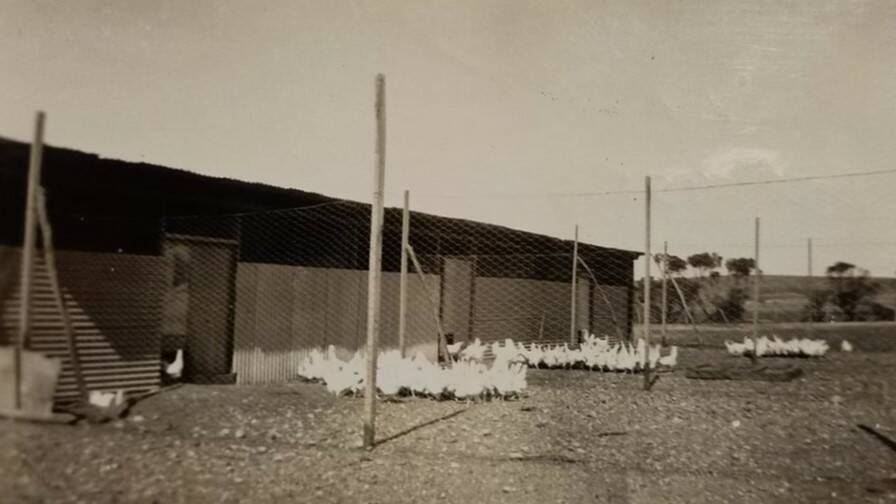 EARLY DAYS: The Schutzs chicken farm during its busiest period in the 1960s. 