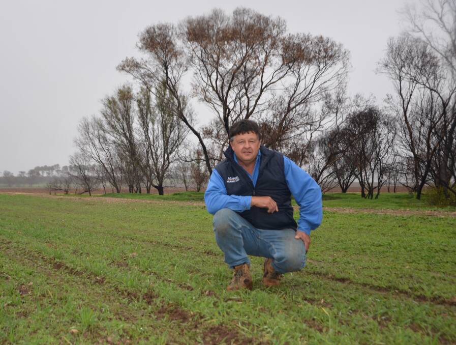 NEW GROWTH: Maitland cattle producer Ashley Nankivell in a resown pasture paddock that was impacted by a bushfire in December. 