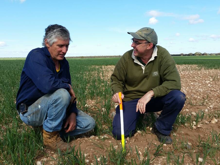 DISCUSSING RESULTS: Wunkar farmer Peter Heinrich and Loxton-based agronomist Chris McDonough inspecting early crop growth last year. 