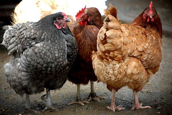 Researchers receive grant to improve poultry health
