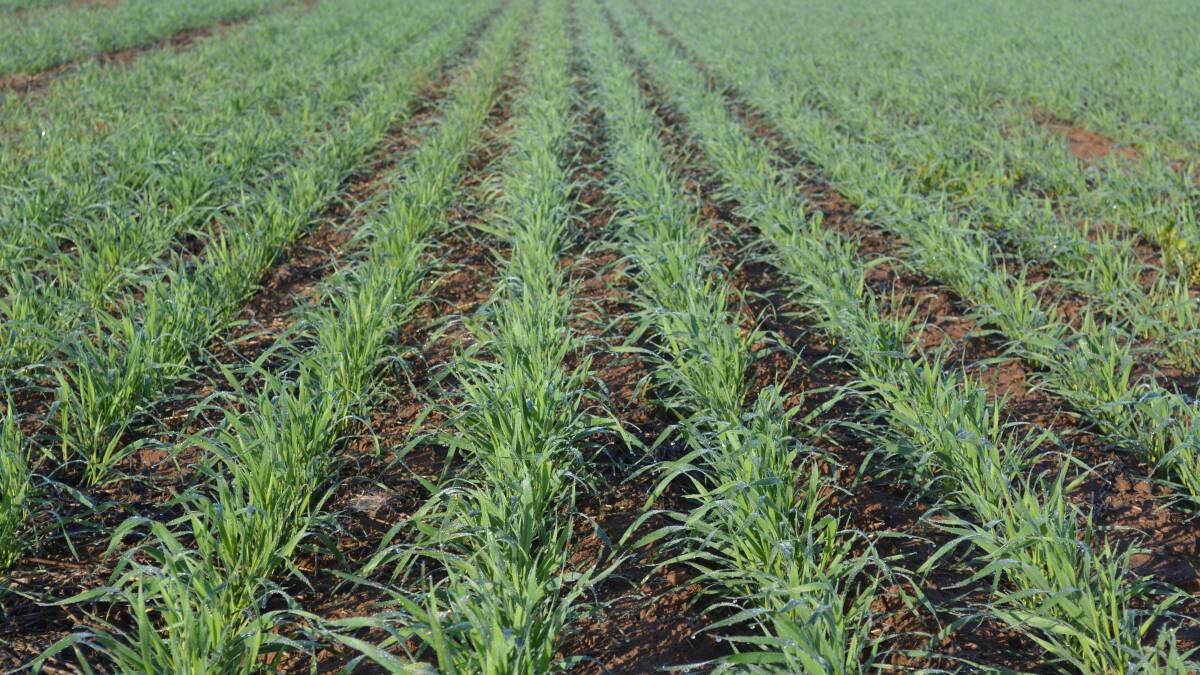 Emerging agros to gain tips for difficult paddock decisions