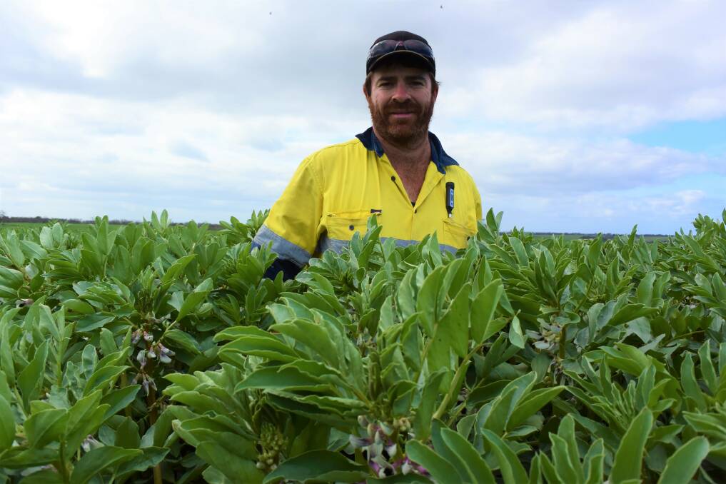 CROPS RECOVERING: Parndana cropper Michael Mills in a broad bean crop that is expected to yield well despite difficult climatic conditions. 
