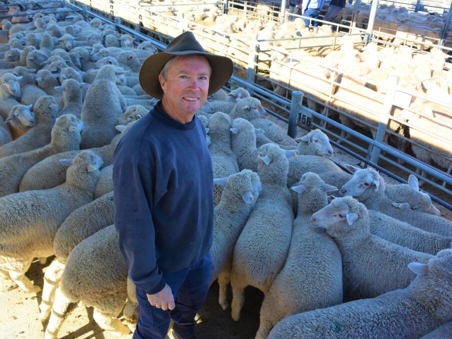 LARGE LINE: Mallala mixed-farmer Ian Jenkin offered what has become a rarity, a line of about 500 new-season crossbred lambs at South Australian Livestock Exchange at Dublin on Tuesday. 