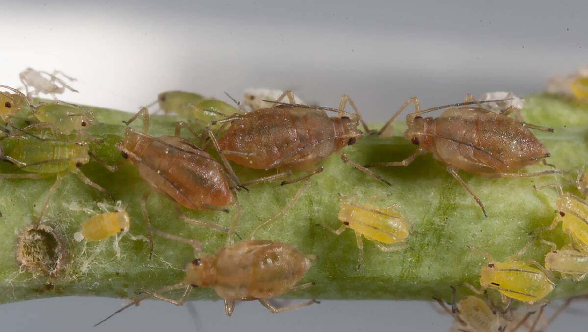 Call out for aphid collection begins
