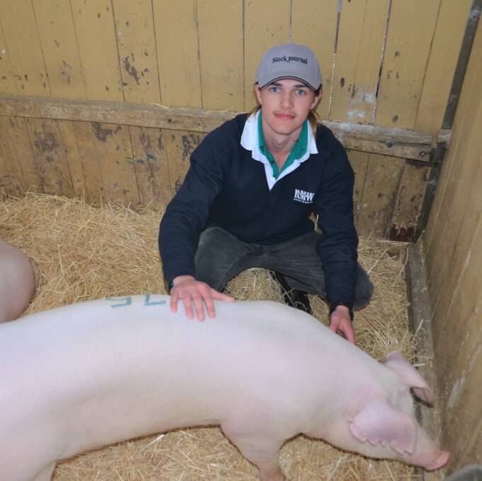REBUILD AHEAD: Henry Schutz's family has reduced its pig herd at Point Pass by more than half in the past two years because of falling pork prices. 