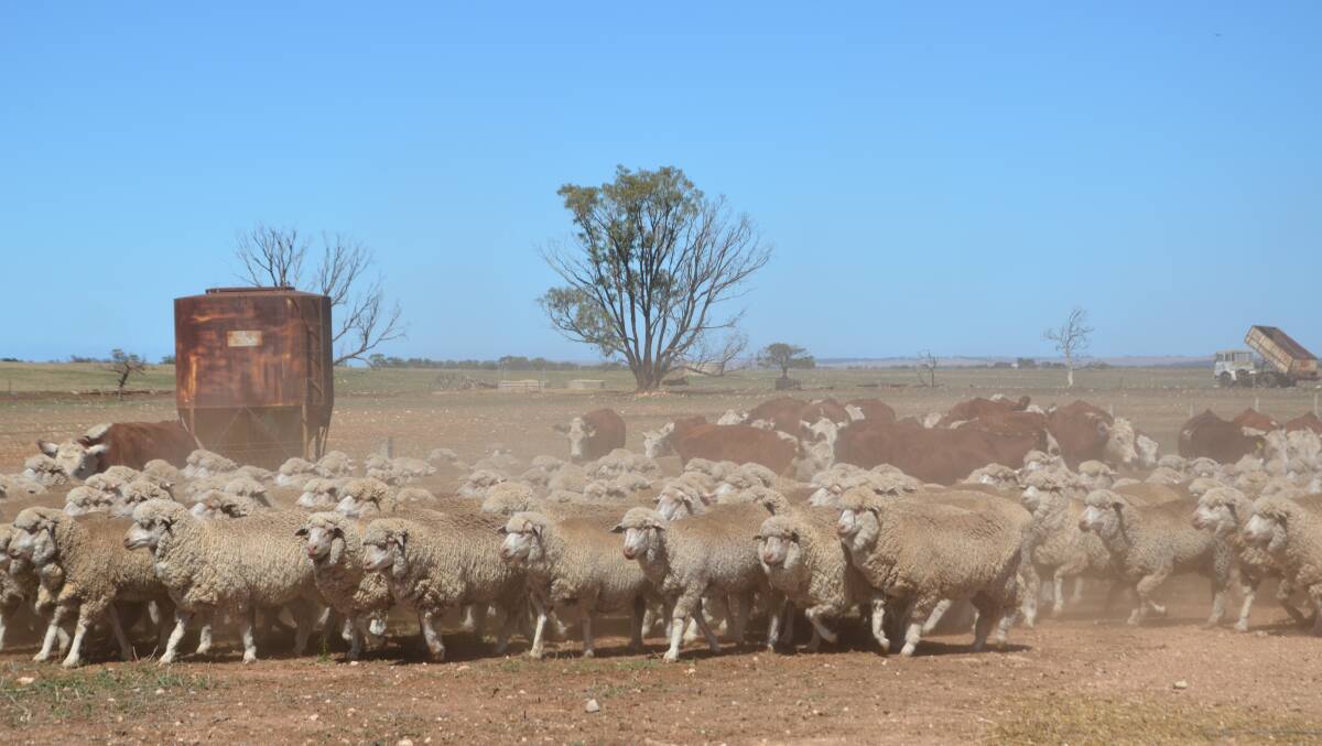 MIXED OPERATION: Merino ewes and Minlacowie Poll Hereford cows and calves. 
