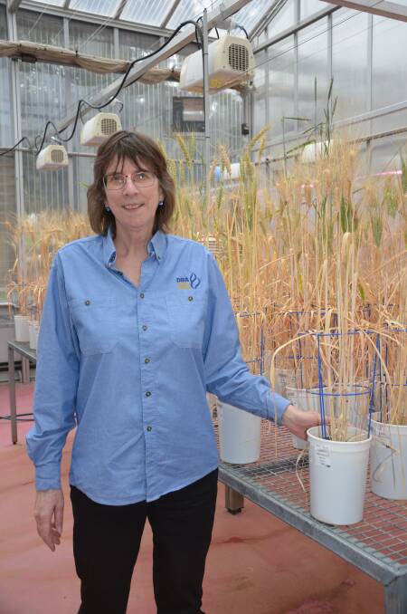 NEW RESEARCH: University of Adelaide plant genetics researcher Diane Mather with new durum lines that could maintain lutein levels for longer. 