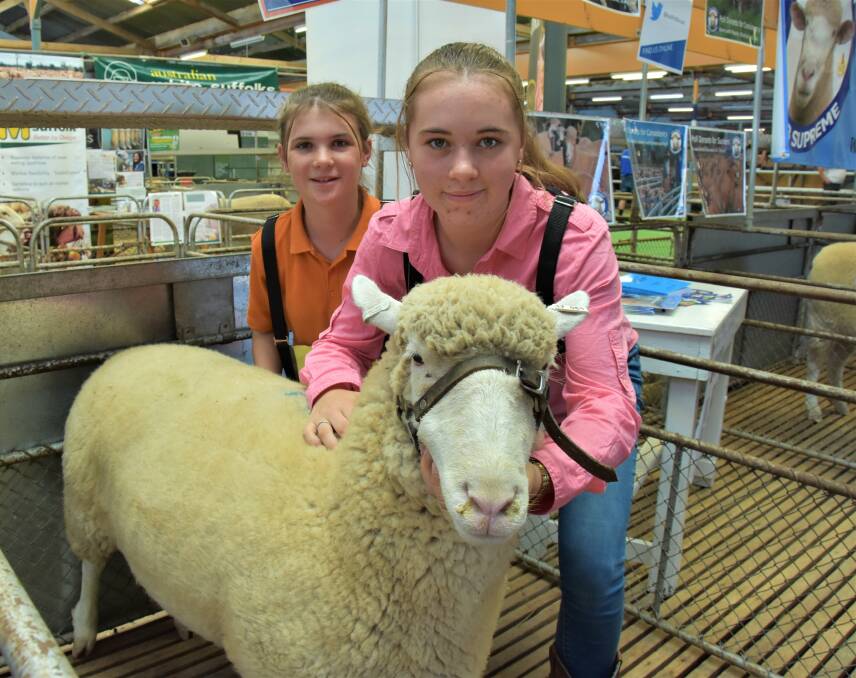 SIBLINGS RETURN: Annie, 14, and sixteen-year-old Charlotte McCarthy with Polly the Poll Dorset ewe at the SA Sheep Expo held in Adelaide this week. 