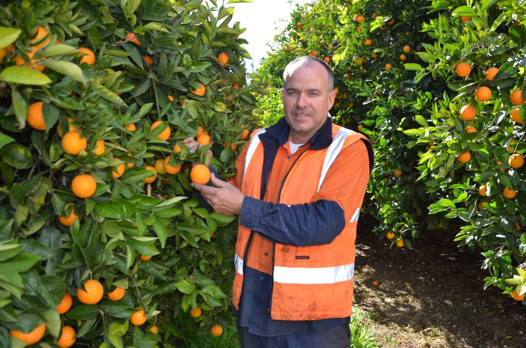 Fourth-generation citrus grower Michael Ingerson, Ingy's Citrus, Bookpurnong, has increased his citrus plantations for the past decade, to meet global demand of Australian orange and mandarin varieties. 