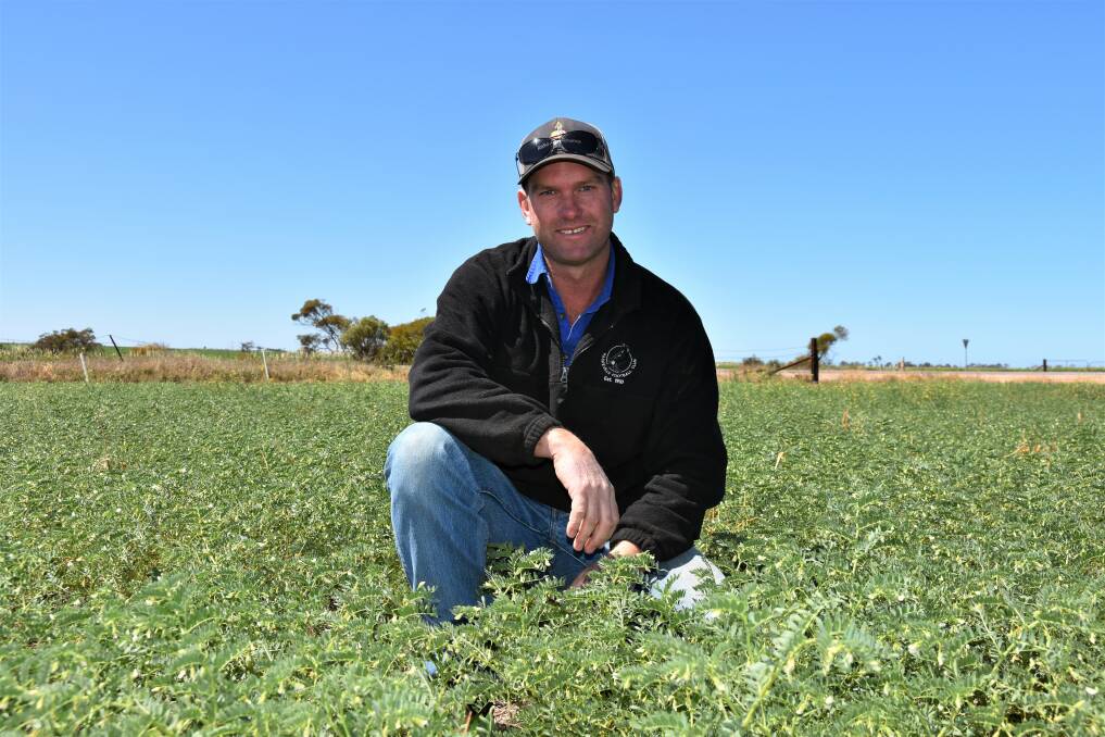 TONNAGE INCREASE: Cropper Grant Pontifex, Paskeville, in a past chickpea crop. This season, Mr Pontifex will continue trialling companion crop combinations.