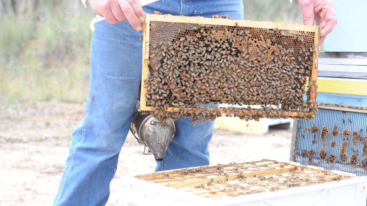 Strategies to safeguard bee industry reach new heights
