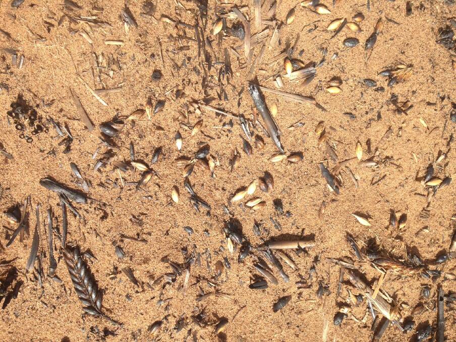 SURVIVAL HELP: Burnt grain heads left in a paddock at Port Broughton provide a food source for mice. Photo: CHRIS DAVEY 