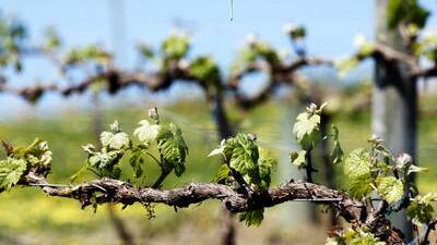 Boost for SA wine export