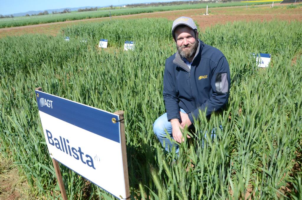 GOOD GROWTH: Australian Grain Technologies seed production general manager Dan Vater in a trial of new wheat variety Ballista at Roseworthy. 