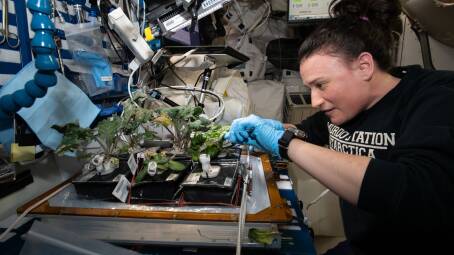 NASA astronaut Serena Aun-Chancellor harvests red Russian kale and dragoon lettuce from Veggie. 