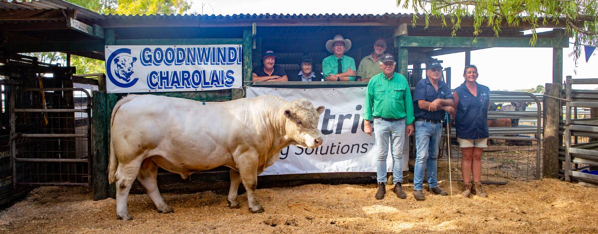 SALE TOPPER: Heather and Betty Walker, Nutrien's Gordon Wood, Ken Walker, Nutrien Millicent's Jim Noonan, and Goodnwindi's Steve and Tash Bellinger with the top-priced bull which sold for $19,000 to the Walker family.

