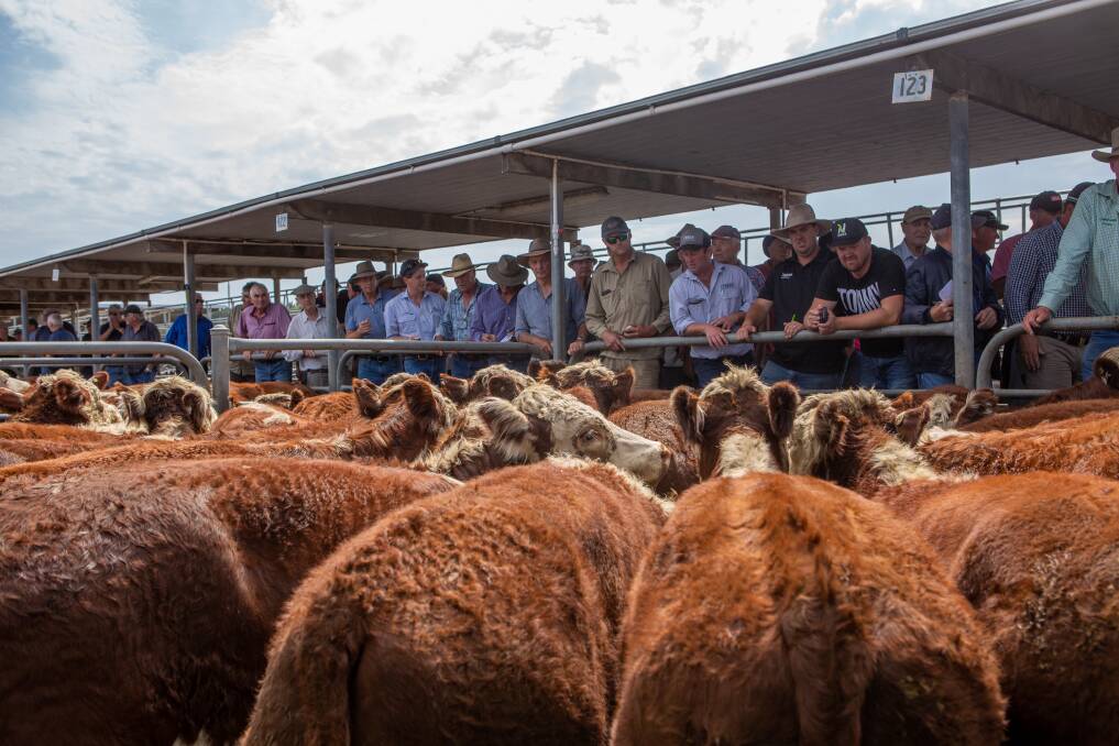 The Mount Gambier saleyards are set for major infrastructure upgrades.