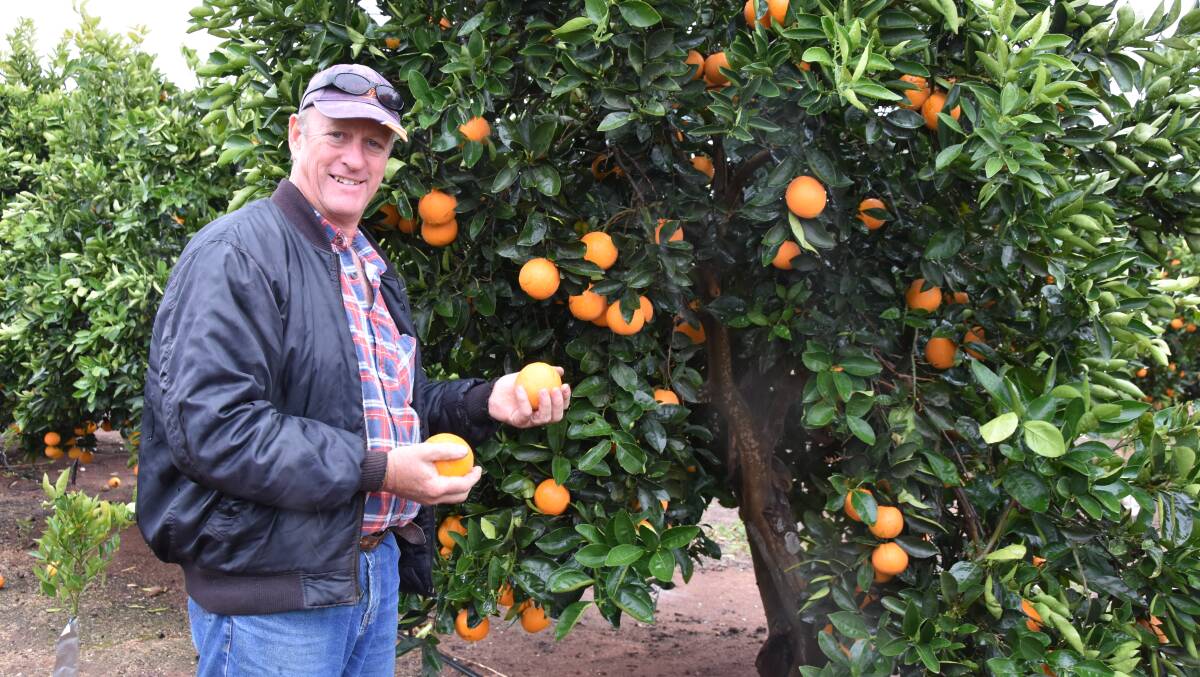 PRIMARY FOCUS: Sunlands citrus grower and recently-appointed Citrus SA chair Mark Doecke says keeping fruit fly out of SA remains a major focus for fruit producers. Funding received by Citrus SA will be put toward eradicating the pest and a host of other industry programs and events.
