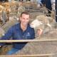 KARAWATHA PARK: Kimba Poll Merino stud Karawatha Park will be celebrating a milestone this year, with the staging of its 20th on-property ram sale. Dion Woolford was showing potential buyers some of the 20th year lineup at the Wudinna Showgrounds on Monday.
