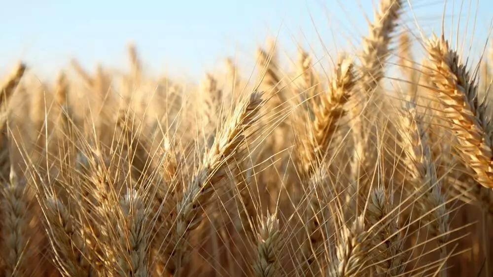 Australian Crop Breeders has raised concerns with Grain Producers SA about the future of plant breeding in Australia if growers continue to not adhere to the end point royalty system. File picture