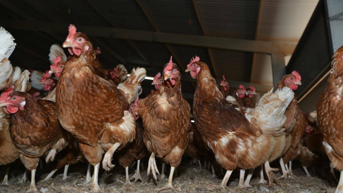 SA poultry industry on flu watch