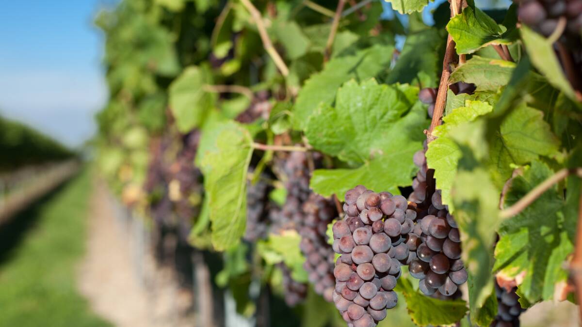 Wine projects receive funding boost