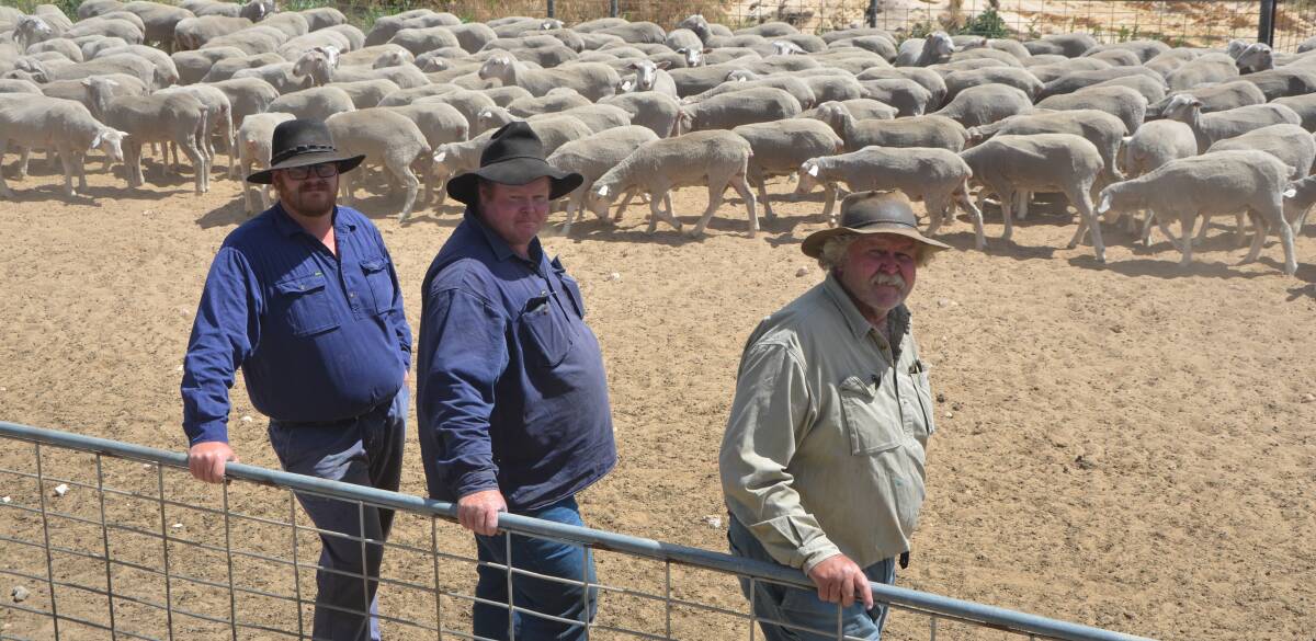 SALE READY: David, Michael and Kevin Spinks, Naturi, with some of their 900 first-cross ewe lambs to be sold at Naracoorte next week.