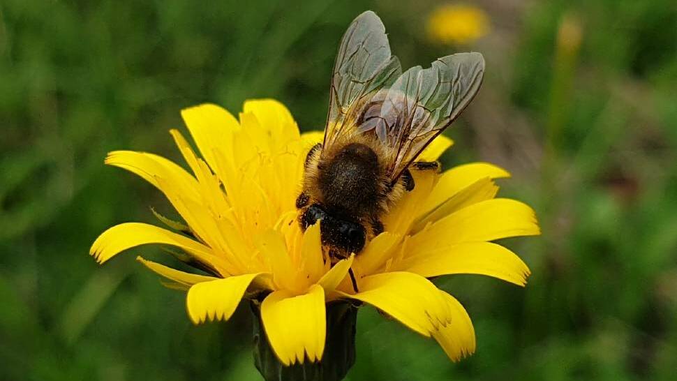 Farmers' markets join in on World Bee Day celebrations