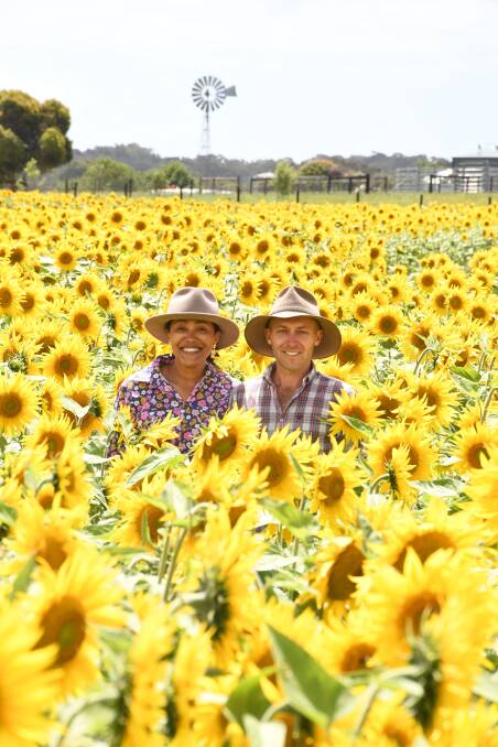 Monika and Tim McArthur grow six acres of sunflowers on their farm at Meadows, welcoming visitors for pick-your-own sessions and numerous photo opportunities. Picture by Quinton McCallum