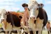 Grants to drive agtech adoption by livestock producers