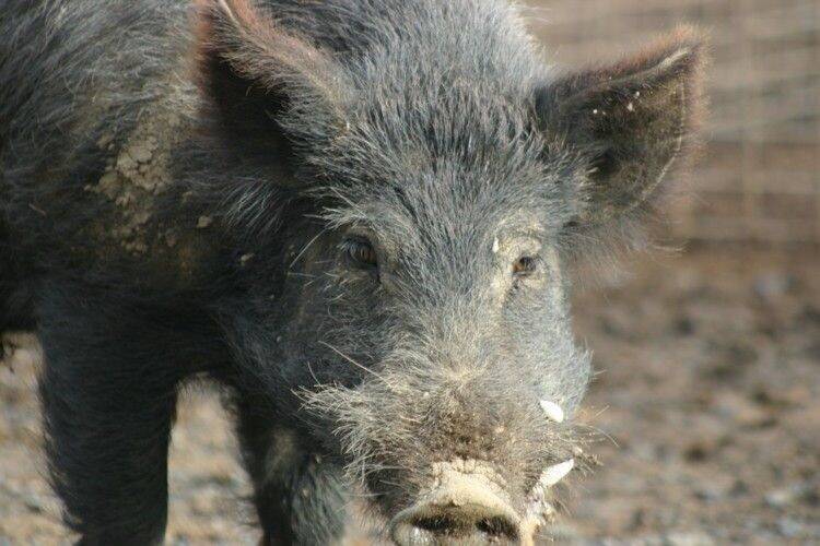 The Limestone Coast Landscape Board is encouraging anyone with information about who is releasing feral pigs near Kingston to come forward. It was likely that a recent outbreak of 20 feral pigs were illegally released the organisation said.