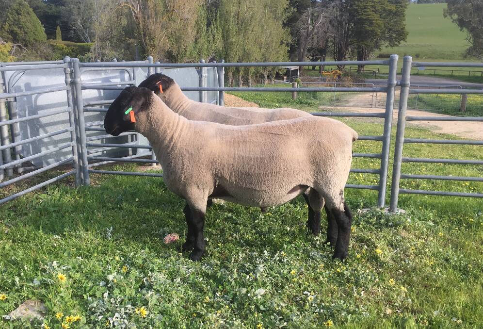 QUALITY BUY: The lot three Suffolk ram at Wattlewood Springs, Myponga, was one of five rams that sold for the sale's top price of $950. It was bought by regular client Tim Neldner, Tanunda.