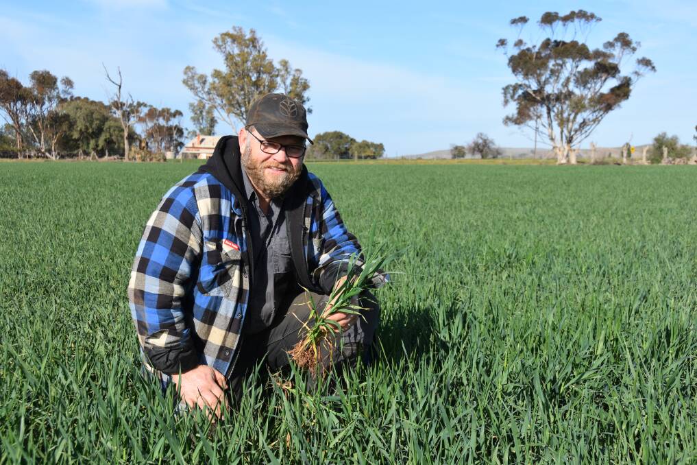 HOPES HANGING: Adrian Bormann says his Sanderston crops are travelling "OK" considering they have received only about 30mm of rain since April.