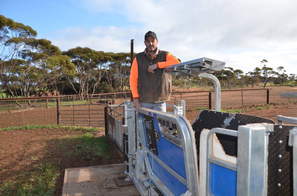 LABOUR SAVINGS: Shannan Larwood with his sheep handler, which has helped make taking and recording objective measurements much easier than in the past.