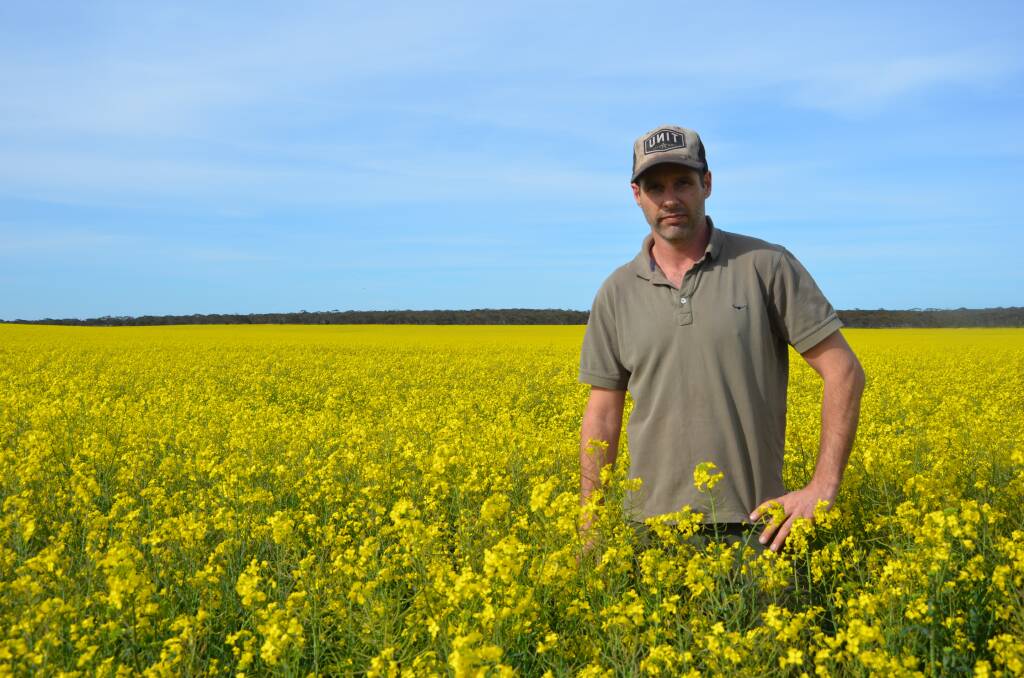 IN FLOWER: Simon Martin in a canola crop. The crop has been reintroduced back into the Mallee rotation as it can be grown on multiple soil types.