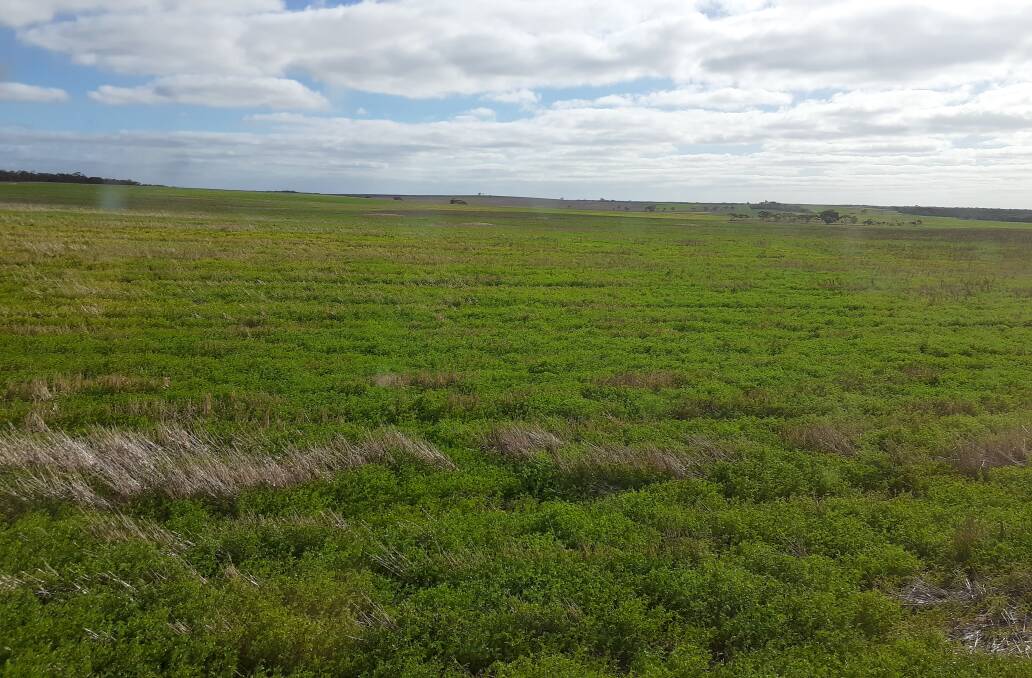 The Scholz's lentils sown into more cover following a stripper front harvest. Picture supplied