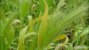 Dormant barley grass a headache for EP growers