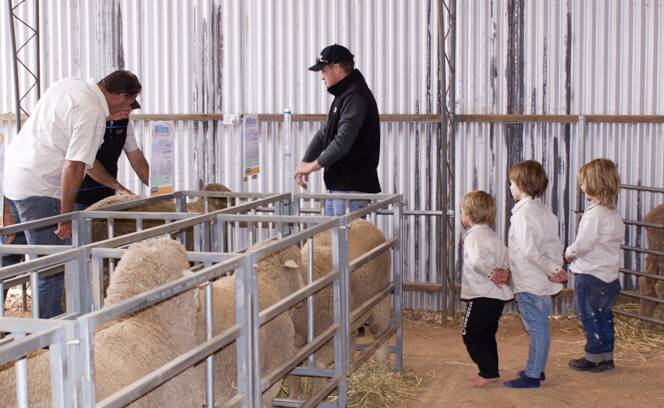 INSPECTION: Brett and Clint Rayner, Jayden Harris, Brimanna Poll Merino Stud, and Reg, Edie and Connie Rayner cast their eye over recent $7000 buy Brimanna 150 which was on display at the Millbrae sale.