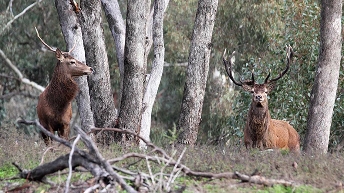 In SA, farmed deer must be tagged and confined to differentiate them from feral deer.