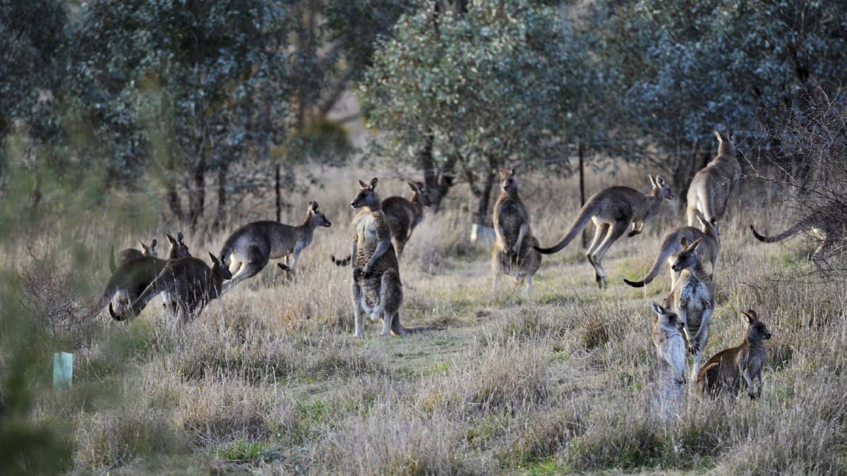 Kangaroo management ideas to receive funding