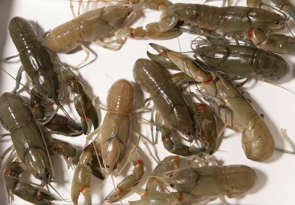 Opera house nets, used to catch yabbies, will be banned in SA from July 1 this year. File picture by Eddie Jim.