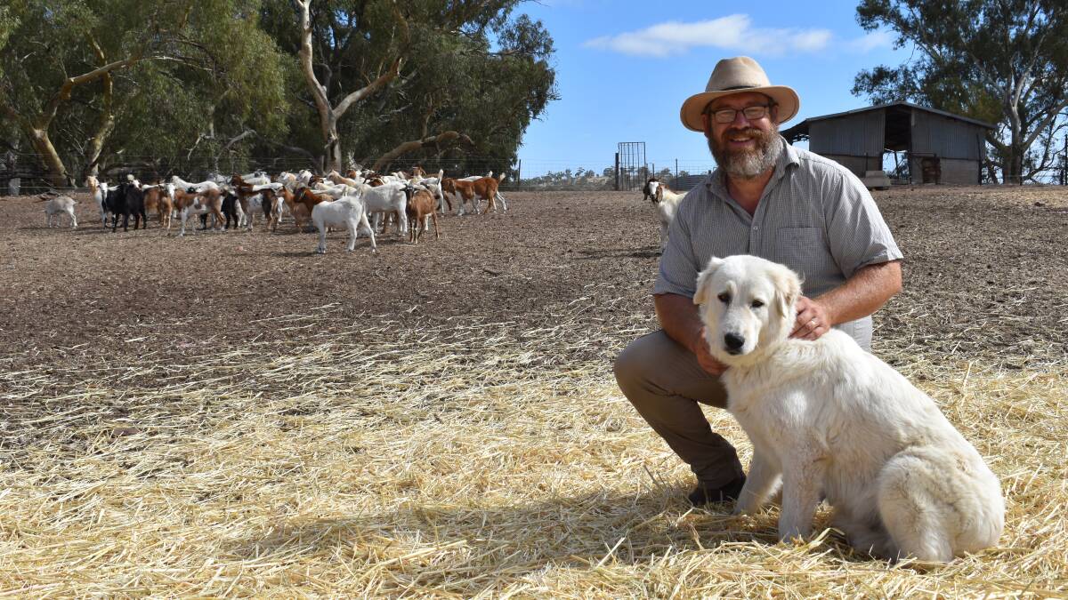 Livestock SA representative on the Unmanaged Goat Steering Committee Andrew Smith runs a managed goat enterprise at Laura. Picture by Kiara Stacey